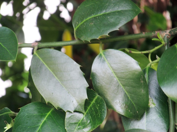 Highclere holly / Ilex × altaclerensis: Any teeth on the leaves tend to be forward-pointing, rather than patent as in _Ilex aquifolium_.