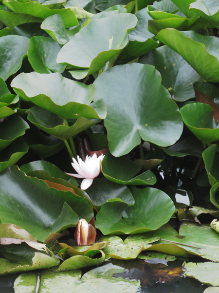 white water-lily / Nymphaea alba: The leaves of _Nymphaea alba_ have reticulating veins, whereas in _Nuphar_, the veins fork but do not rejoin.