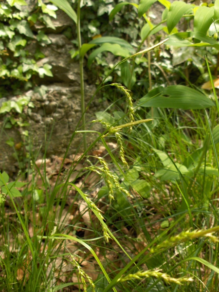 wood sedge / Carex sylvatica: The female spikes arch over and often bend the other way towards the tip, forming a slight S-shape.