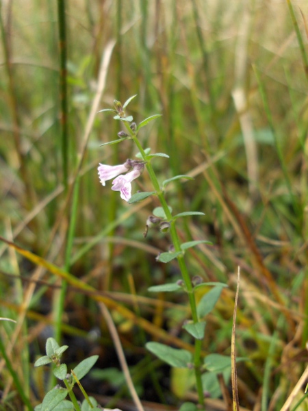 lesser skullcap / Scutellaria minor