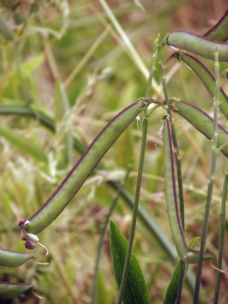 broad-leaved everlasting pea / Lathyrus latifolius: The fruit of _Lathyrus latifolius_ is a long pod containing around 20 seeds.