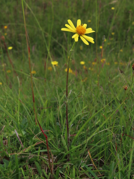 field fleawort / Tephroseris integrifolia subsp. integrifolia: _Tephroseris integrifolia_ subsp. _integrifolia_ is found in chalk or limestone grassland from Cranborne Chase to Eastbourne and Newmarket, with an outlying population in the Cotswolds.