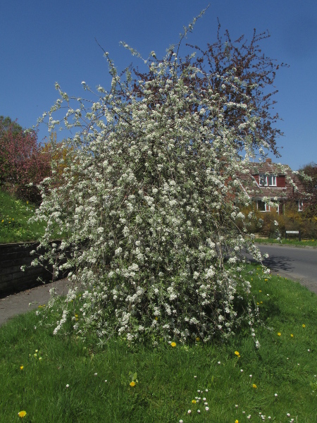 willow-leaved pear / Pyrus salicifolia: _Pyrus salicifolia_ is a shrub native to the Caucasus, with drooping branches.