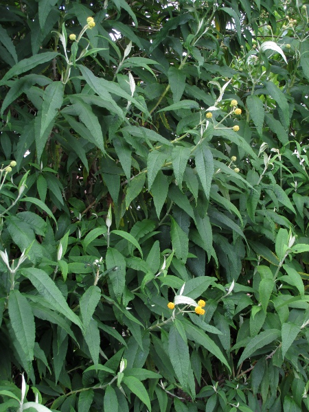 orange-ball tree / Buddleja globosa: _Buddleja globosa_ is a garden shrub that sometimes persists in the wild.