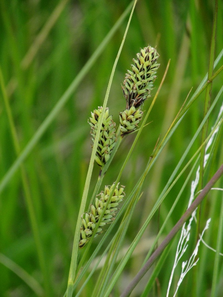 club sedge / Carex buxbaumii: _Carex buxbaumii_ is a distinctive sedge found on a few lake-shores in Scotland; it has spikes with male flowers at the base and female flowers above.