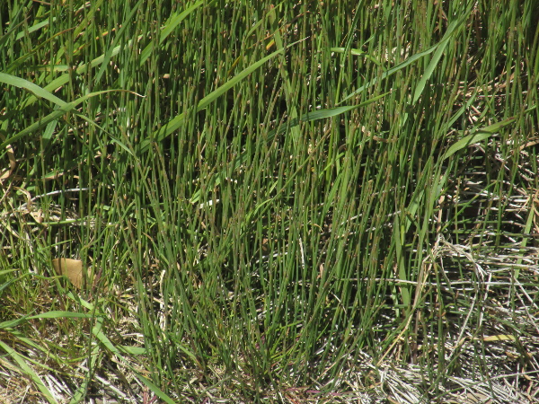 branched horsetail / Equisetum ramosissimum: _Equisetum ramosissimum_ is probably an alien species in the British Isles, found at only a handful of locations.