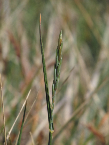 sand couch / Elymus junceiformis: Flowering spike