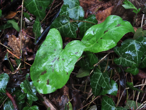 lords-and-ladies / Arum maculatum: The leaves of _Arum maculatum_ often have well-defined dark markings.