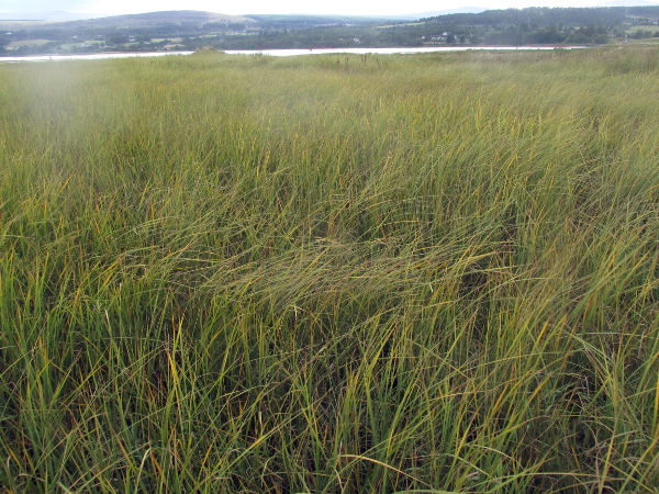 estuarine sedge / Carex recta: _Carex recta_ forms dense stands in the tidal reaches of rivers in north-eastern Scotland, from the Beauly Firth to Wick.