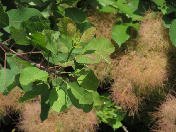 smoke tree / Cotinus coggygria: _Cotinus coggygria_ is a parkland shrub with rounded leaves.