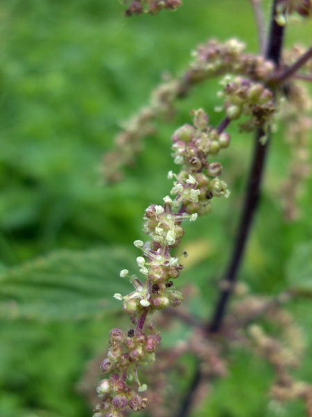 common nettle / Urtica dioica: The male (staminate) flowers are borne in long, pendulous panicles.