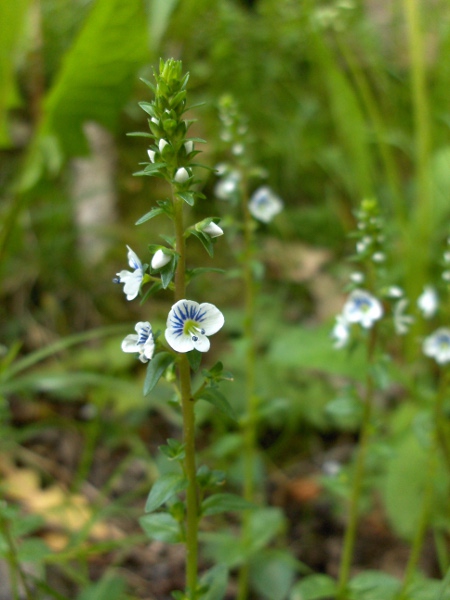 thyme-leaved speedwell / Veronica serpyllifolia: _Veronica serpyllifolia_ is a widespread but modest species with narrow, loose spikes of small, whitish flowers.