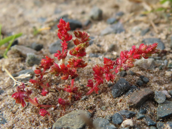 mossy stonecrop / Crassula tillaea