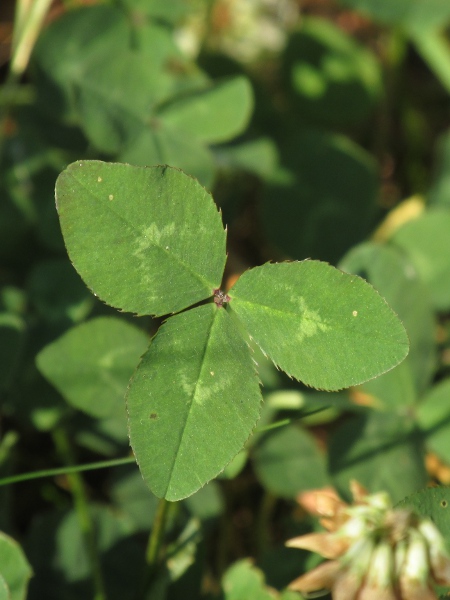 white clover / Trifolium repens: The leaves of _Trifolium repens_ have toothed margins, whereas those of _Trifolium pratense_ have hairy margins.