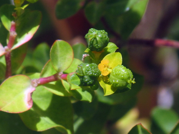 Balkan spurge / Euphorbia oblongata: The cyathia of _Euphorbia oblongata_ have 3 rounded glands, and the capsules are covered in rounded blobs.
