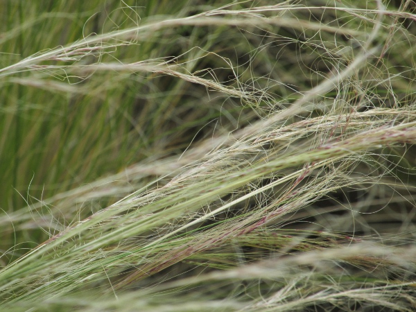 Argentina needle-grass / Nassella tenuissima: Flowers