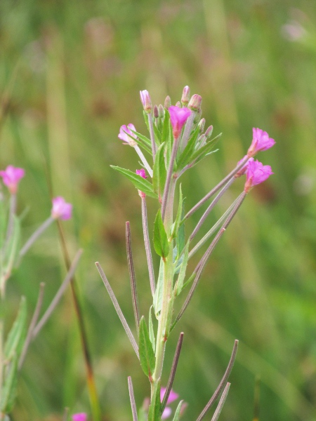 marsh willowherb / Epilobium palustre