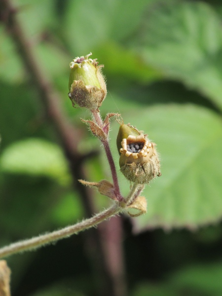 red campion / Silene dioica: The fruit of _Silene dioica_ is a dry capsule containing numerous seeds and with 10 teeth around the opening; these teeth are recurved, unlike in _Silene latifolia_.