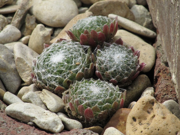 cobweb houseleek / Sempervivum arachnoideum