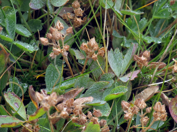 sibbaldia / Sibbaldia procumbens: The fruits of _Sibbaldia procumbens_ are small achenes, concealed by the sepals.