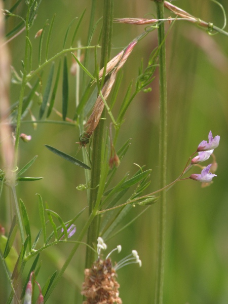 smooth tare / Ervum tetraspermum