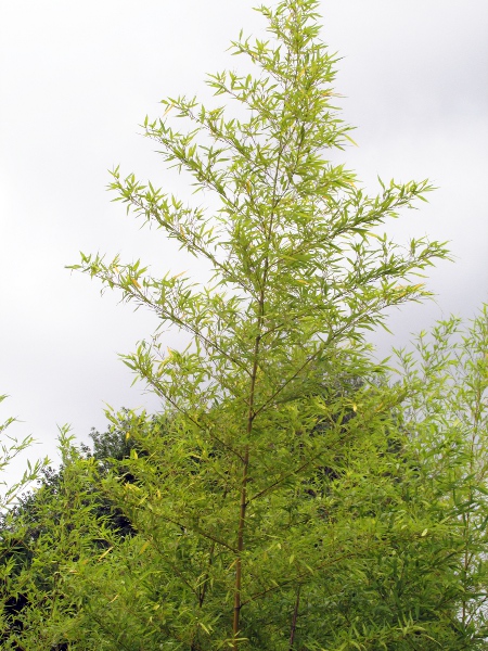 arrow bamboo / Pseudosasa japonica: _Pseudosasa japonica_ is the most widely grown bamboo in the British Isles, and can reach a height of 5 m (more than 16 ft).