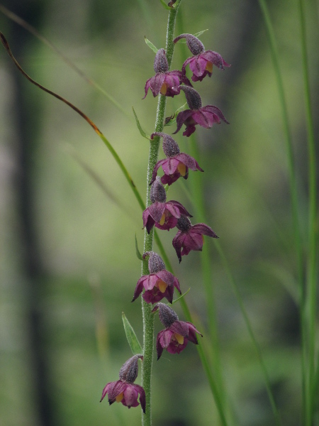 dark-red helleborine / Epipactis atrorubens: As well as the stem, the ovaries of _Epipactis atrorubens_ are hairy; the flowers are usually deep purple, with a broad end to the labellum.
