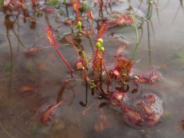oblong-leaved sundew / Drosera intermedia: In _Drosera intermedia_, the inflorescences are about as long as the leaves, and bend upright from the edge of the rosette, in contrast to _Drosera anglica_.