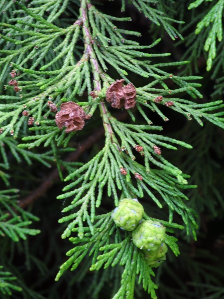 Nootka cypress / Cupressus nootkatensis: Mature (top) and immature (bottom) seed cones, alongside pollen cones and leaves.