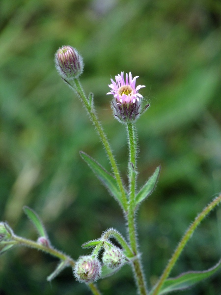 blue fleabane / Erigeron acris: The ligules of _Erigeron acris_ are lilac and a few millimetres long; it will occasionally hybridise with the eligulate species of _Erigeron_ that used to be in the genus _Conyza_.