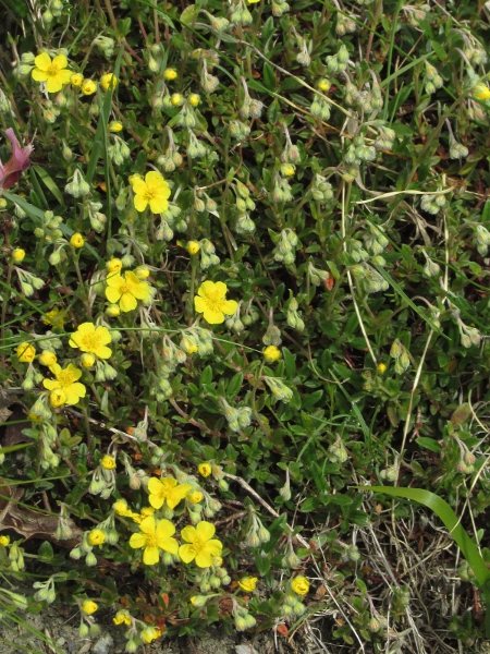 hoary rock-rose / Helianthemum oelandicum: _Helianthemum oelandicum_ differs from our other _Helianthemum_ species by its lack of stipules.