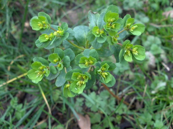 sun spurge / Euphorbia helioscopia