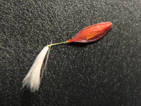 great lettuce / Lactuca virosa: The achenes of _Lactuca virosa_ are flattened and dark reddish brown, with a spindly white beak before the pappus.