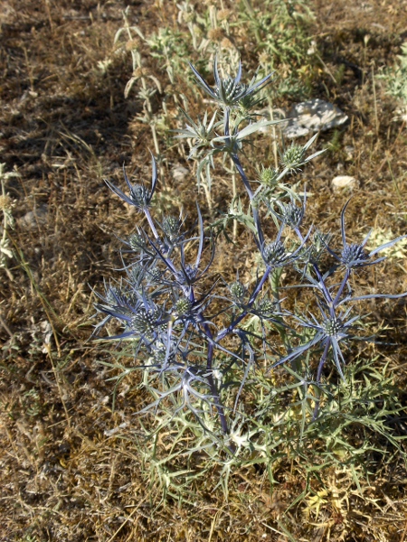 Italian eryngo / Eryngium amethystinum: _Eryngium amethystinum_ is native to Italy, the Balkans, Tunisia and the eastern Mediterranean; it has deeply dissected leaves and takes on a distinctive blue colour.