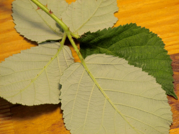 brambles / Rubus ser. Vestiti: The undersides of the leaves of _Rubus_ ser. _Vestiti_ are grey-tomentose.