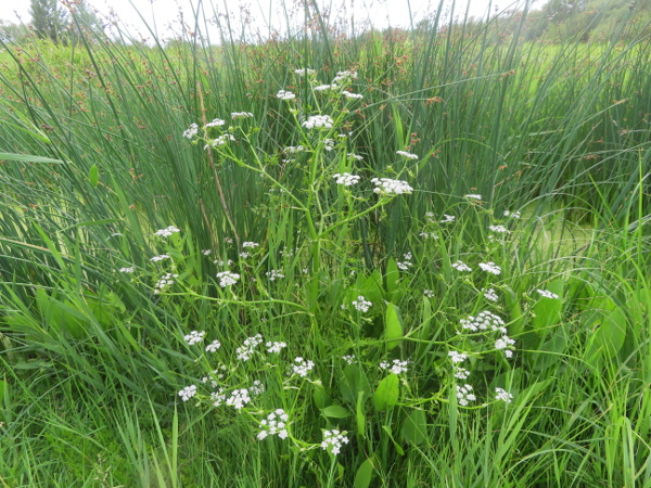 narrow-leaved water-dropwort / Oenanthe silaifolia: _Oenanthe silaifolia_ grows in flood-marshes along parts of a small number of rivers, including the Severn (& adjacent Avon), Lugg, Medway, Great Ouse, Arun, Monnow, Soar, Ray and Cherwell.