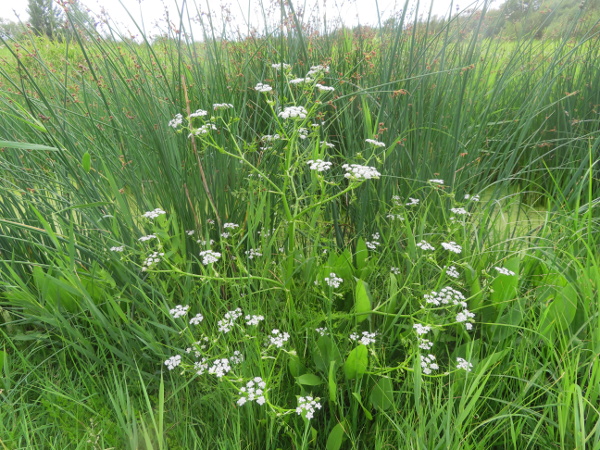 narrow-leaved water-dropwort / Oenanthe silaifolia