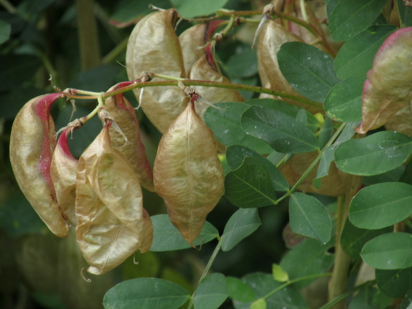 bladder senna / Colutea arborescens: The fruit of _Colutea arborescens_ is an inflated, indehiscent pod.