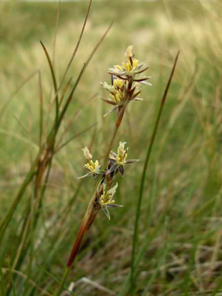 heath rush / Juncus squarrosus: _Juncus squarrosus_ has deeply channelled leaves that are rounded on the back.