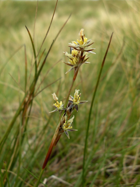 heath rush / Juncus squarrosus