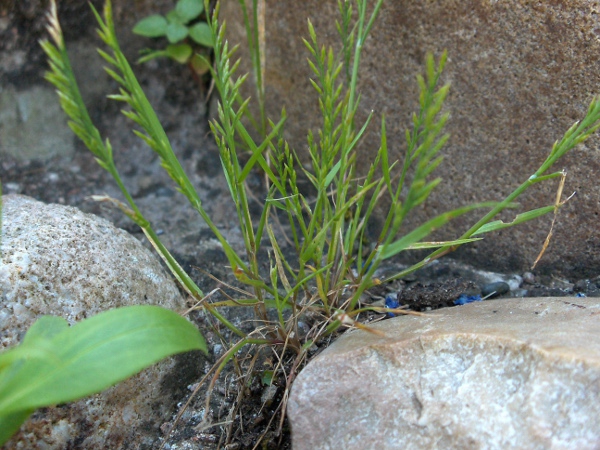 lesser fern-grass / Catapodium rigidum subsp. rigidum: _Catapodium rigidum_ subsp. _rigidum_ has less branched, 2-dimensional inflorescences, in contrast to the 3-dimensional branched inflorescences of _Catapodium rigidum_ subsp. _majus_.