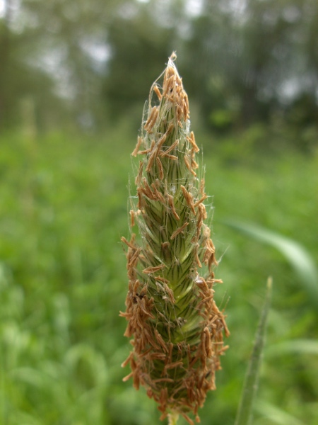 meadow foxtail / Alopecurus pratensis: Inflorescence