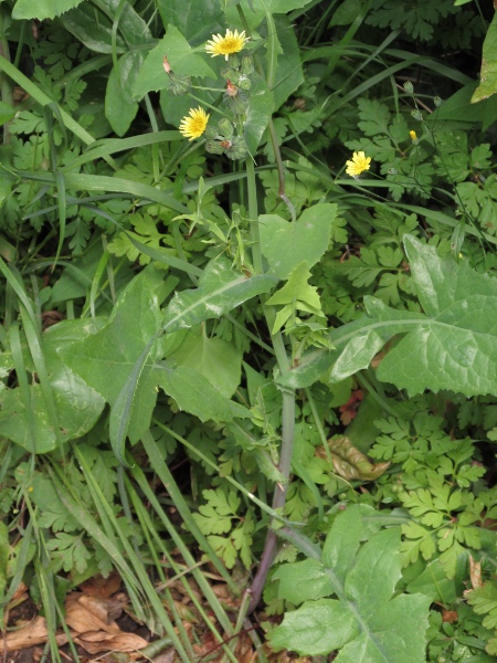 smooth sow-thistle / Sonchus oleraceus: _Sonchus oleraceus_ grows on roadsides and waste ground throughout the British Isles.