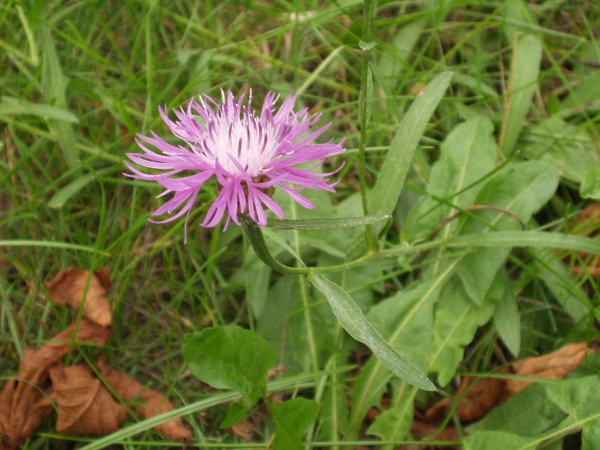 brown knapweed / Centaurea jacea