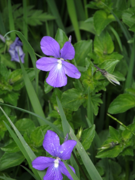 horned pansy / Viola cornuta: _Viola cornuta_ is native to the Pyrenees.