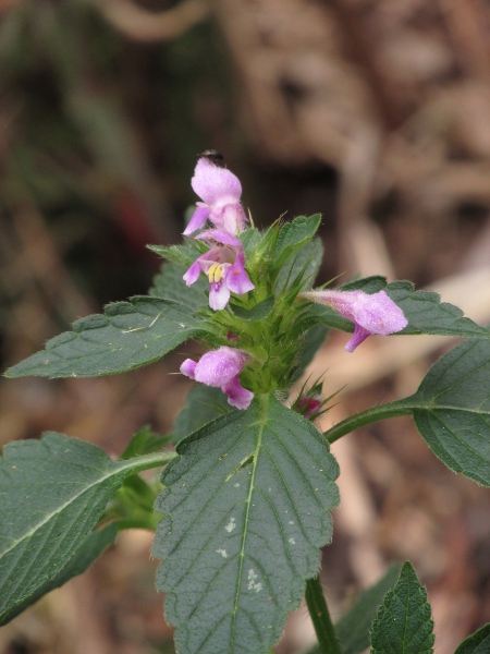 common hemp-nettle / Galeopsis tetrahit: The lower corolla-lip of _Galeopsis tetrahit_ is fairly flat-ended and flattish in profile, unlike _Galeopsis bifida_.