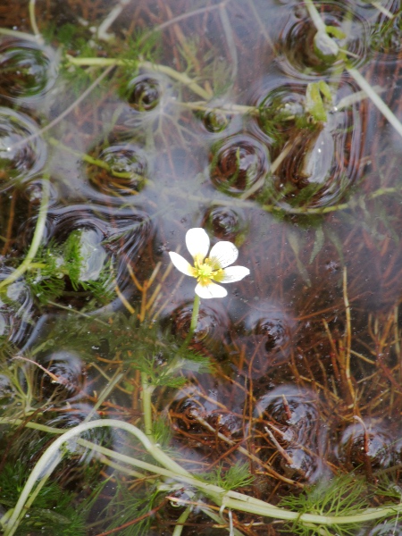 fan-leaved water-crowfoot / Ranunculus circinatus