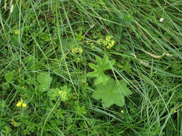 smooth lady’s-mantle / Alchemilla glabra: _Alchemilla glabra_ is almost completely hairless; it is common in damp upland areas.