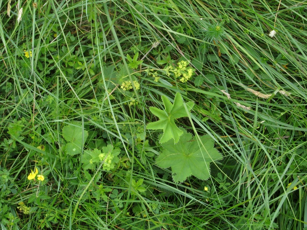 smooth lady’s-mantle / Alchemilla glabra