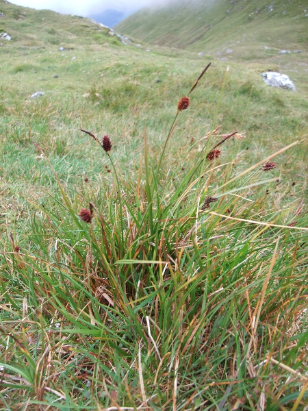 russet sedge / Carex saxatilis: _Carex saxatilis_ is an <a href="aa.html">Arctic species</a> that grows on the higher mountains of Scotland.
